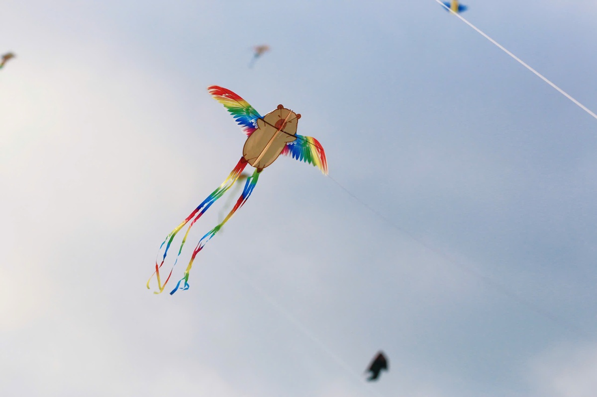 canh dong dieu ngoai o tp.hcm tap nap nguoi den vui choi - 2