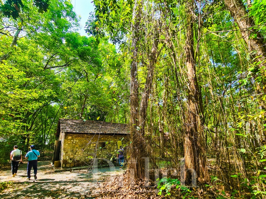 Rừng cao su trăm tuổi kể chuyện phận người ‘đi dễ khó về’ - 13