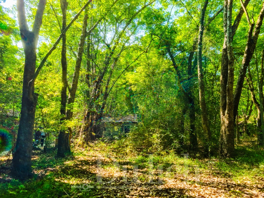 Rừng cao su trăm tuổi kể chuyện phận người ‘đi dễ khó về’ - 12