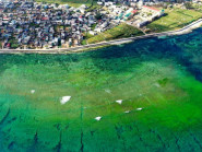 Mùa rêu gơị nhớ thương giữa trùng khơi biển đảo Lý Sơn