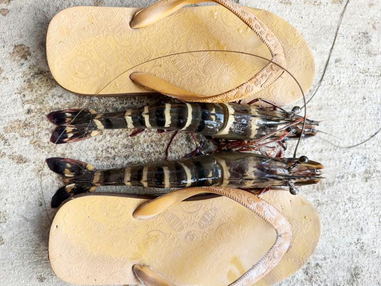 Nông dân Cần Thơ bắt được cặp tôm sú ‘khủng’