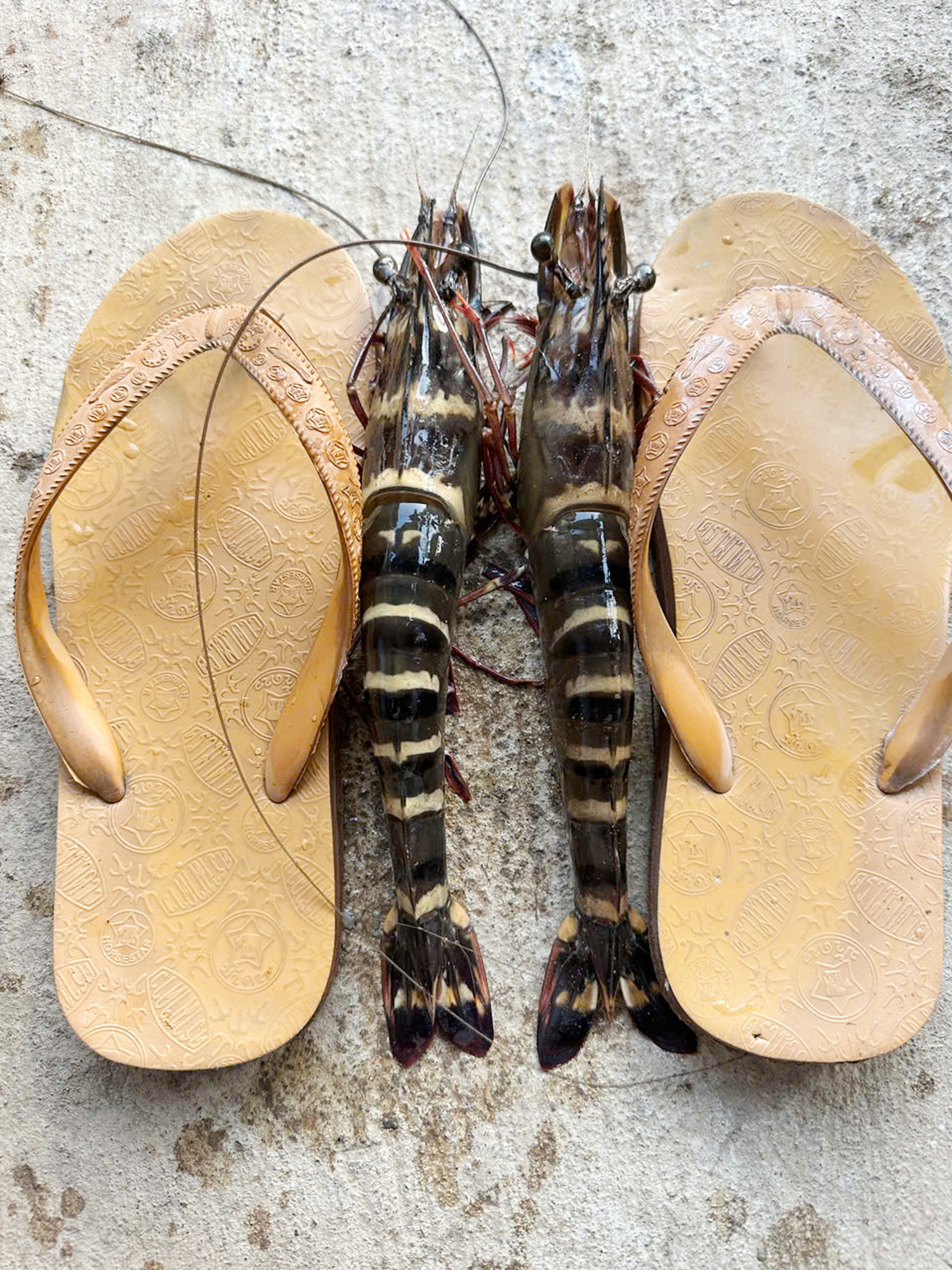 Nông dân Cần Thơ bắt được cặp tôm sú ‘khủng’ - 1