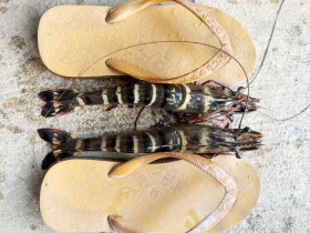  - Nông dân Cần Thơ bắt được cặp tôm sú ‘khủng’