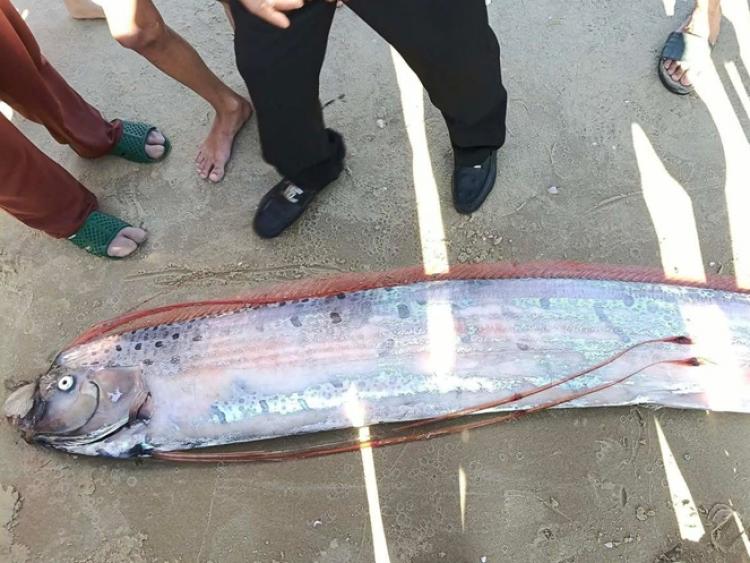 Du khách hiếu kỳ đến xem con cá dài gần 4m ở biển Lâm Đồng