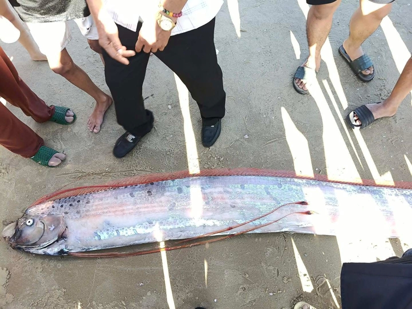 Du khách hiếu kỳ đến xem con cá dài gần 4m ở biển Lâm Đồng - 1