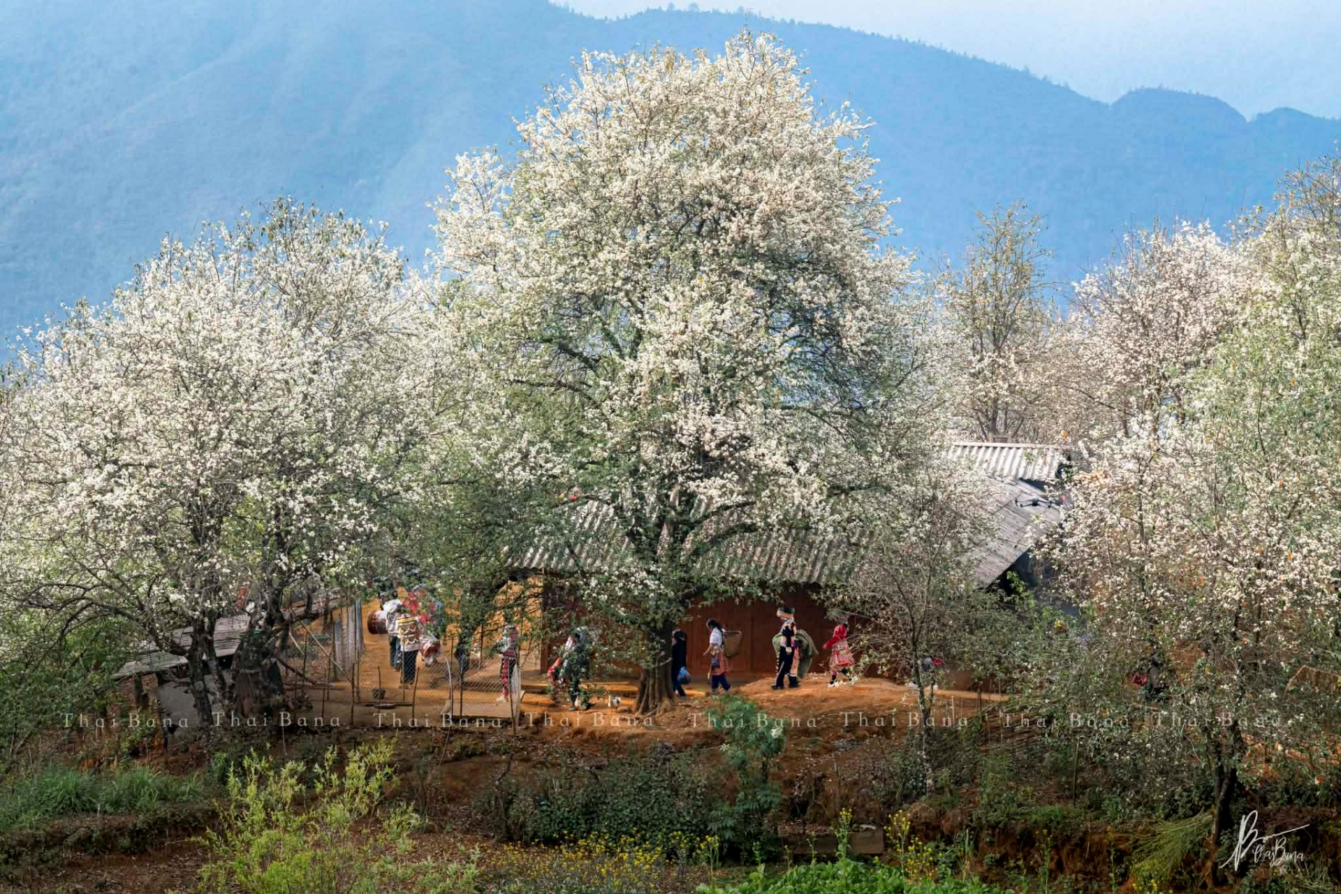 Bình yên mùa hoa sơn tra ở bản Nậm Nghiệp - 1