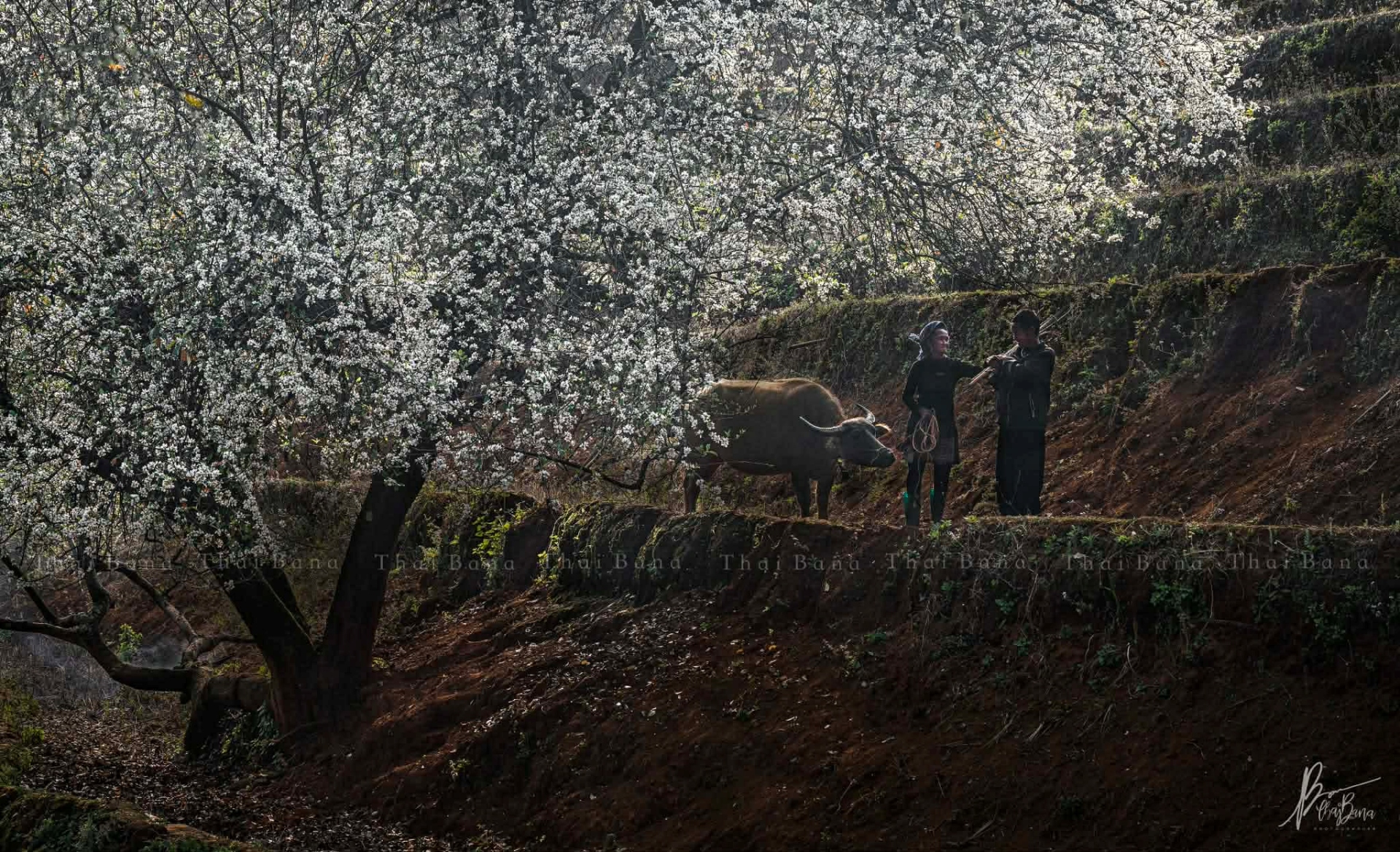 Bình yên mùa hoa sơn tra ở bản Nậm Nghiệp - 2