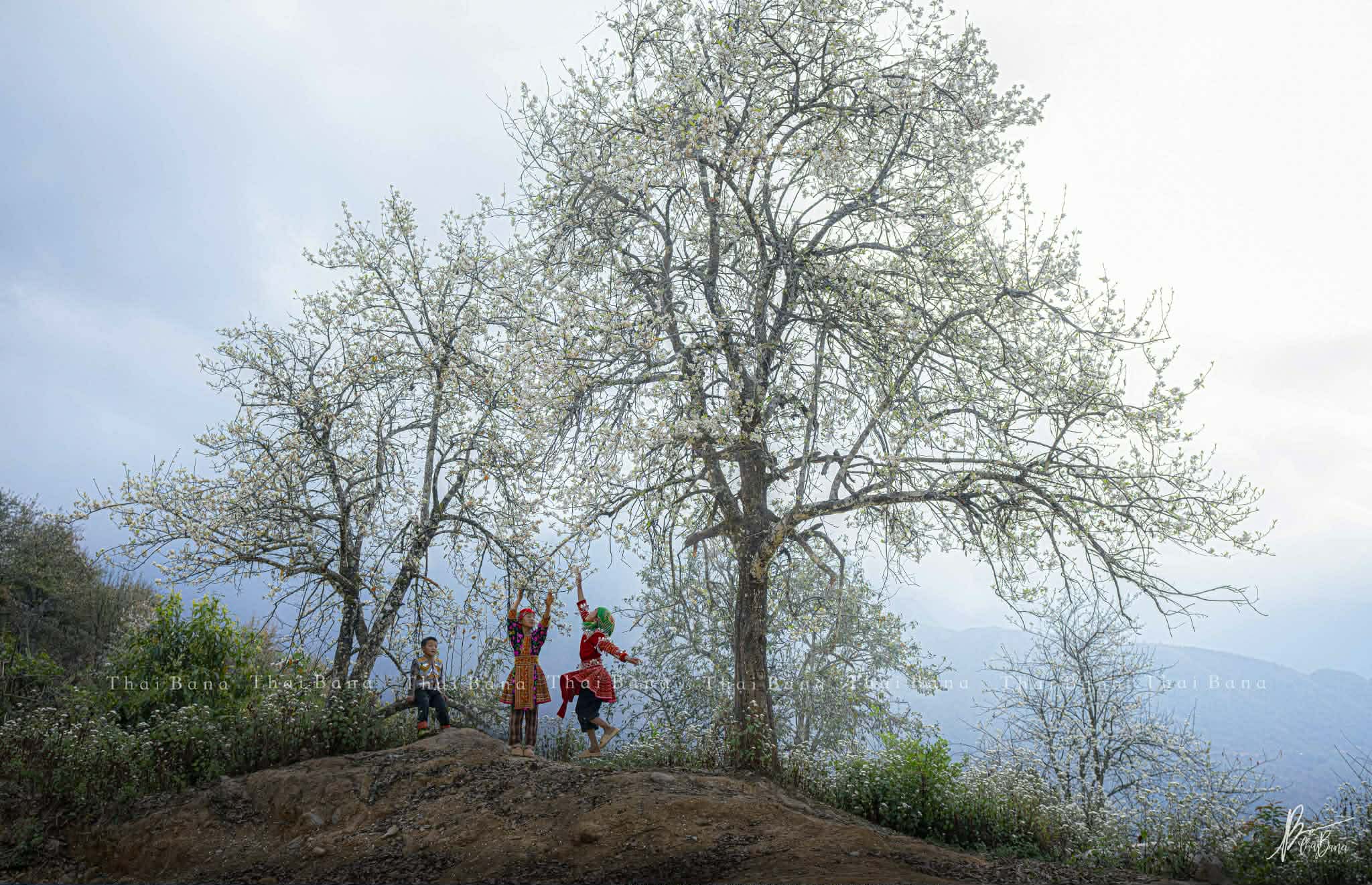 Bình yên mùa hoa sơn tra ở bản Nậm Nghiệp - 3