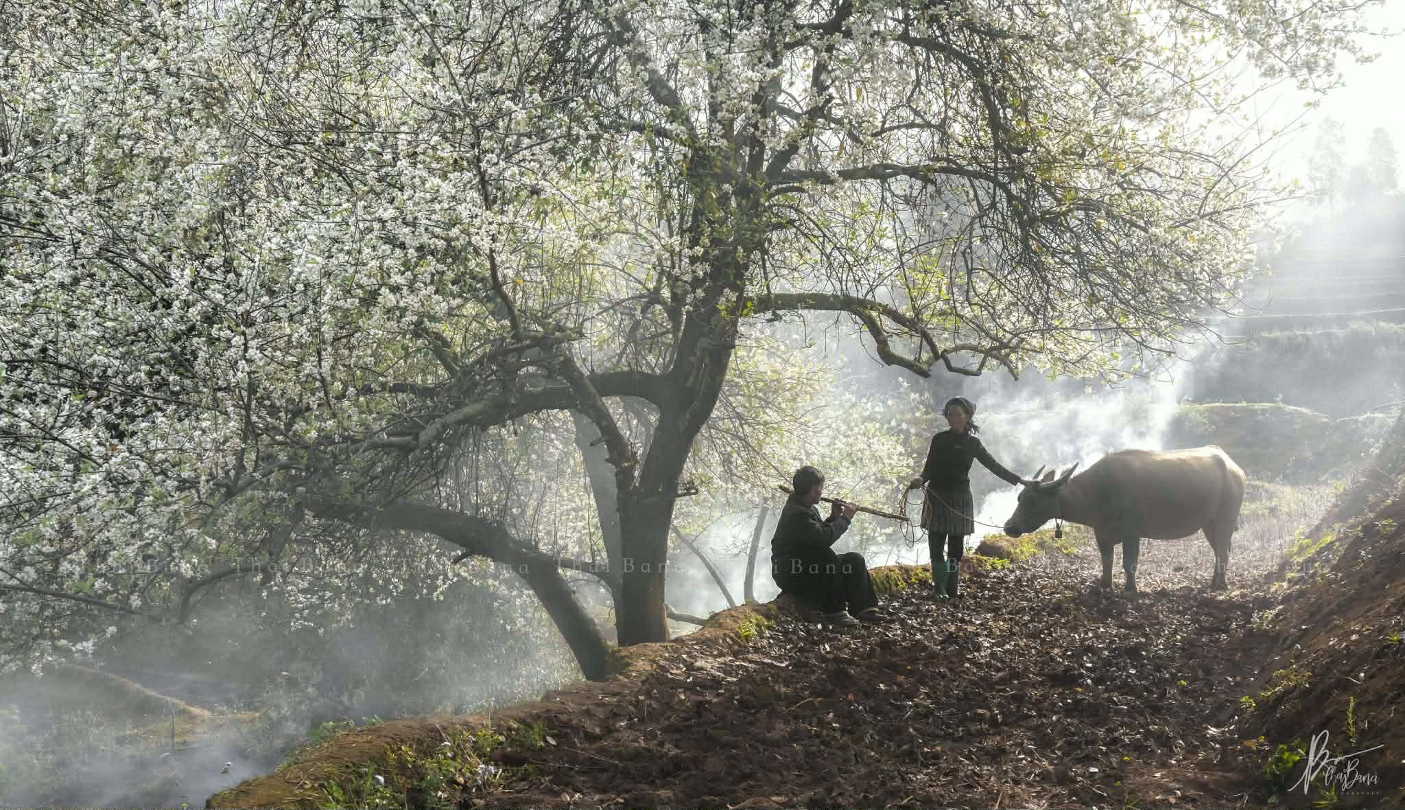 Bình yên mùa hoa sơn tra ở bản Nậm Nghiệp - 5