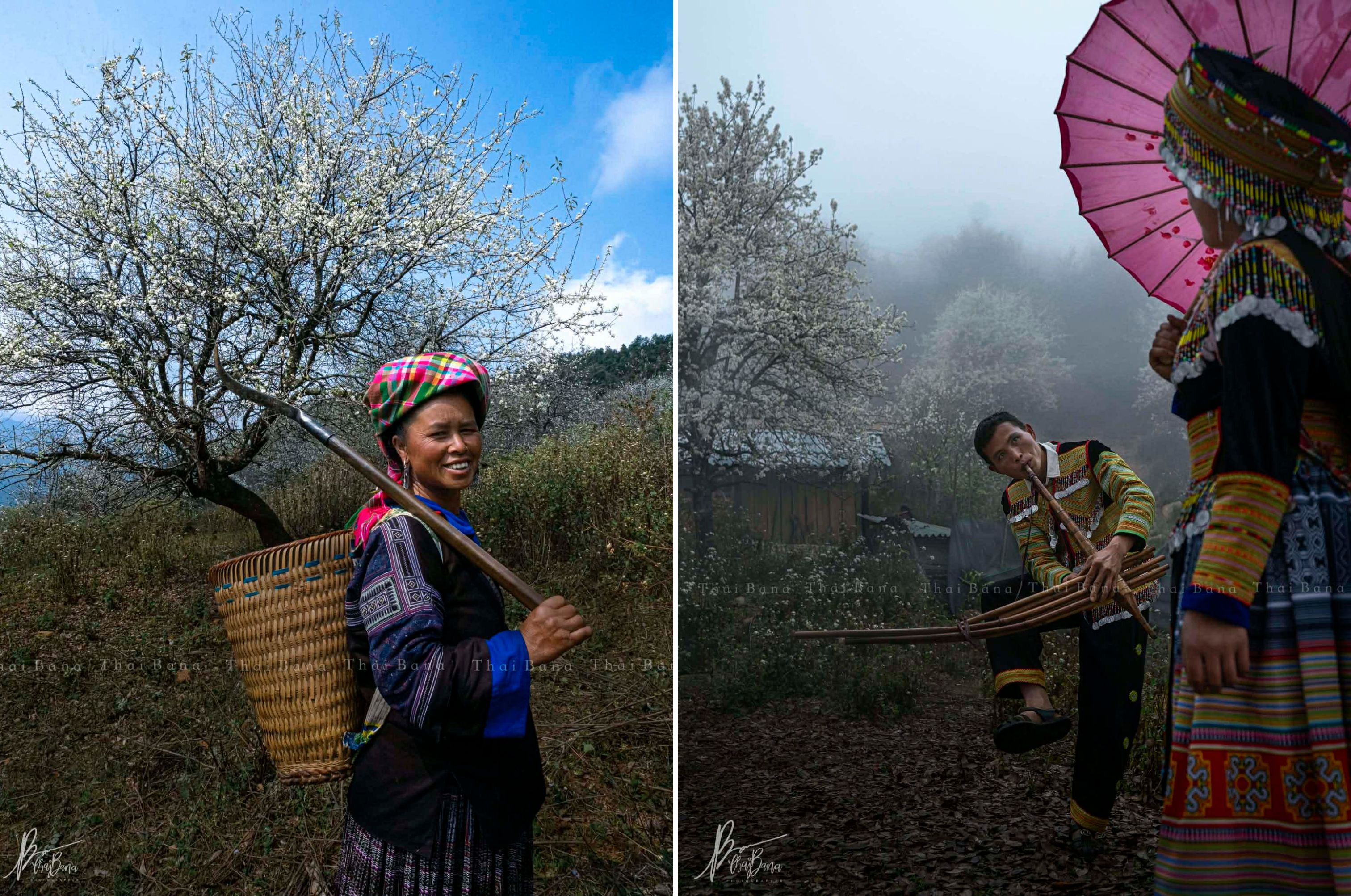 Bình yên mùa hoa sơn tra ở bản Nậm Nghiệp - 6