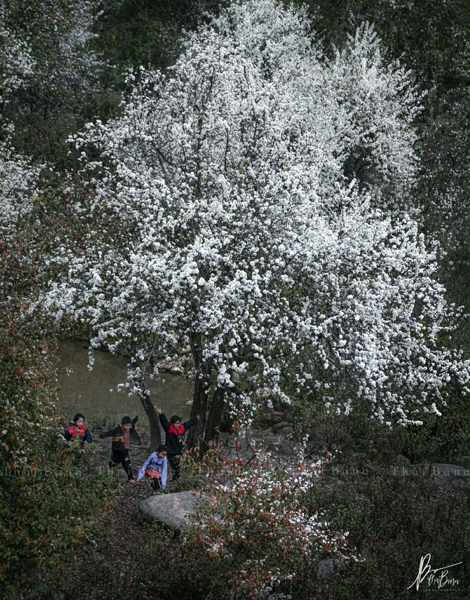 Bình yên mùa hoa sơn tra ở bản Nậm Nghiệp - 7