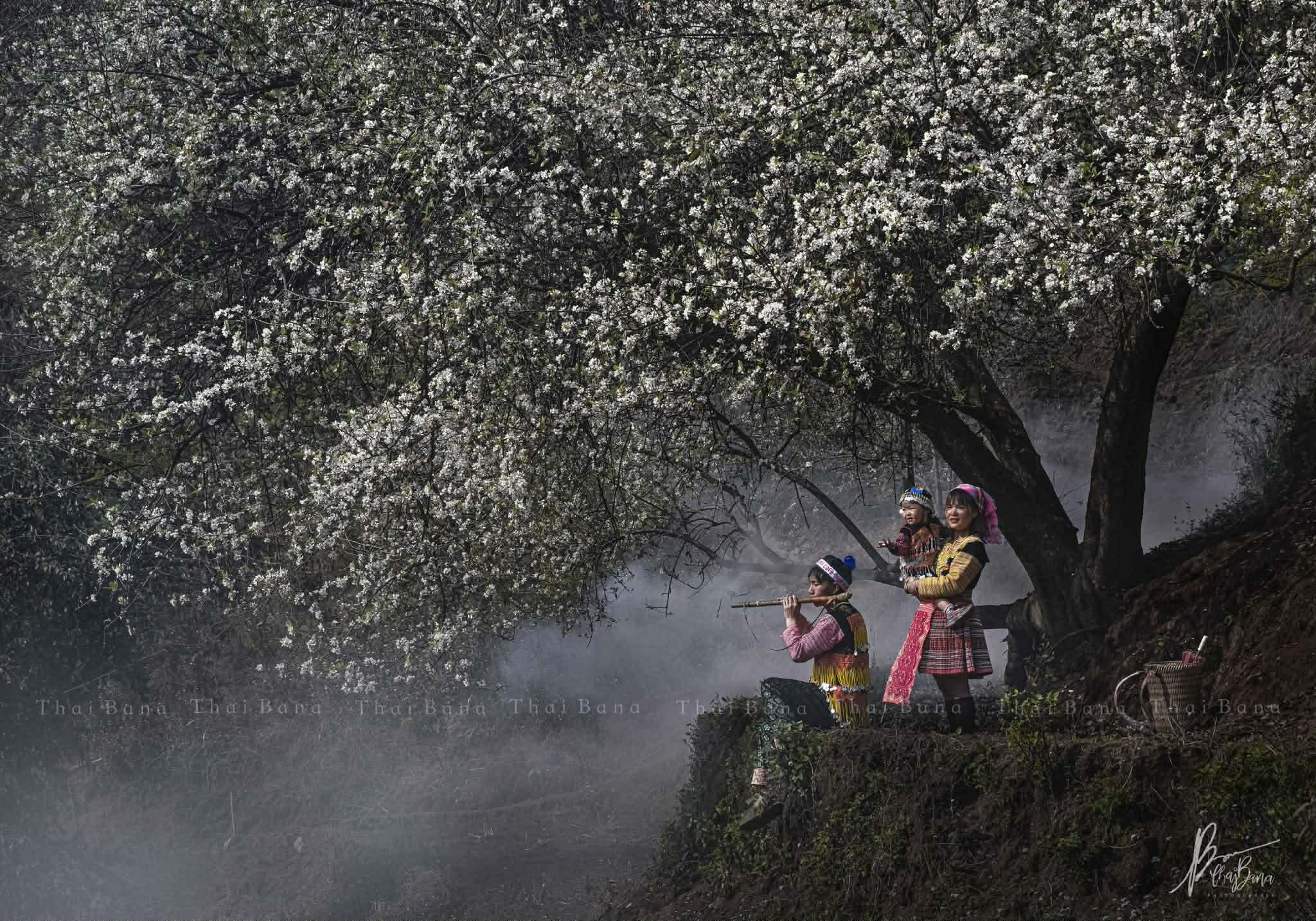 Bình yên mùa hoa sơn tra ở bản Nậm Nghiệp - 10