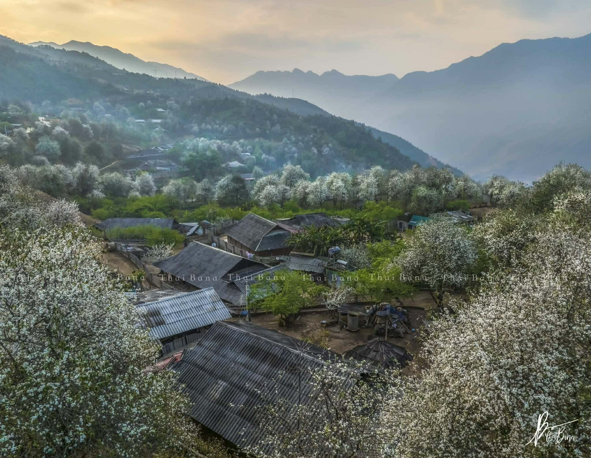 Bình yên mùa hoa sơn tra ở bản Nậm Nghiệp - 11