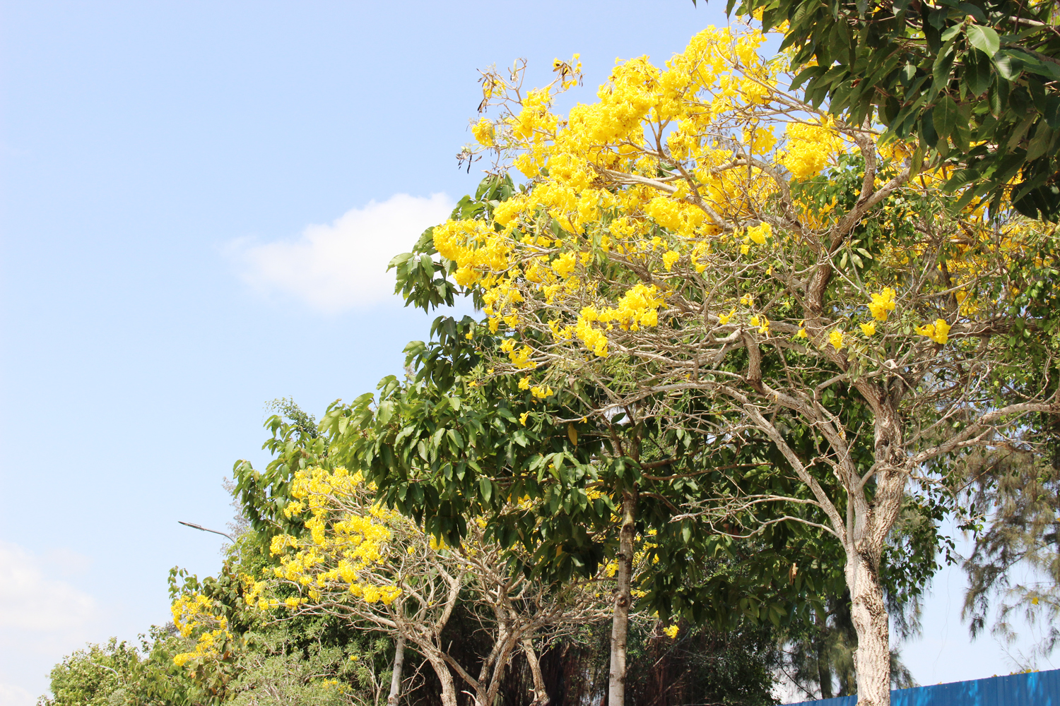 Hoa phong linh vàng rực nhiều tuyến đường ở Cần Thơ - 1