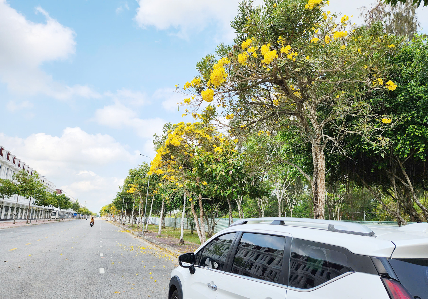 Hoa phong linh vàng rực nhiều tuyến đường ở Cần Thơ - 2