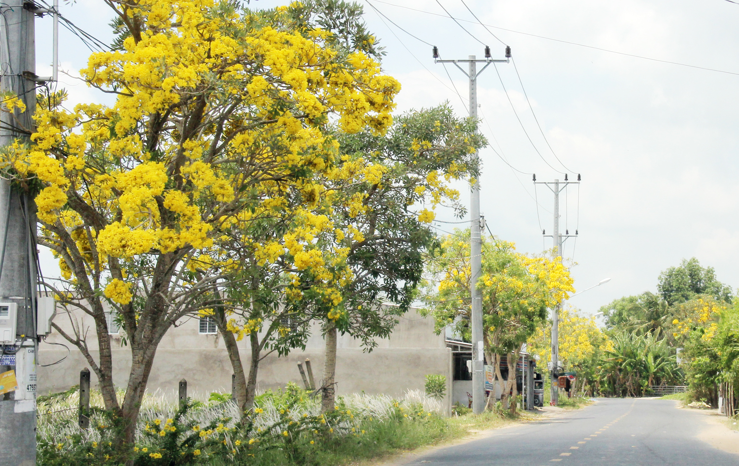 Hoa phong linh vàng rực nhiều tuyến đường ở Cần Thơ - 3