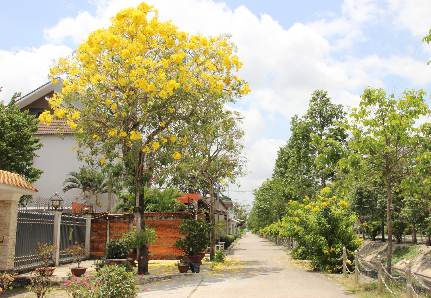 Hoa phong linh vàng rực nhiều tuyến đường ở Cần Thơ - 5