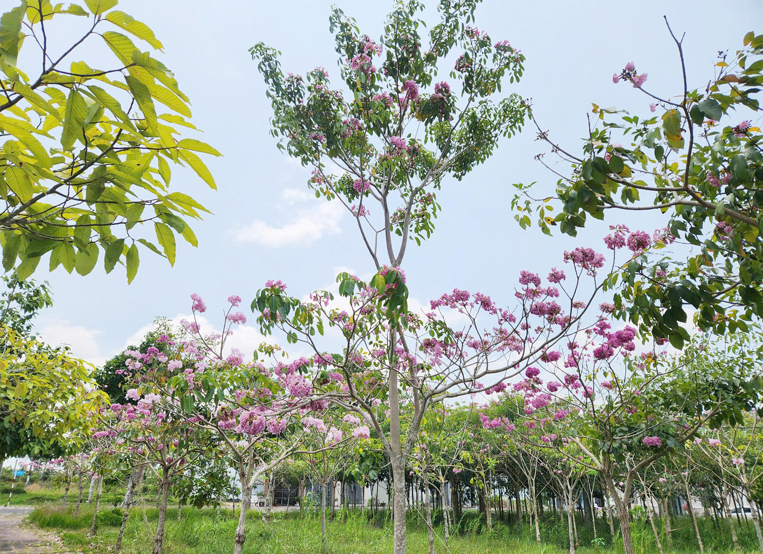 Hoa phong linh vàng rực nhiều tuyến đường ở Cần Thơ - 6