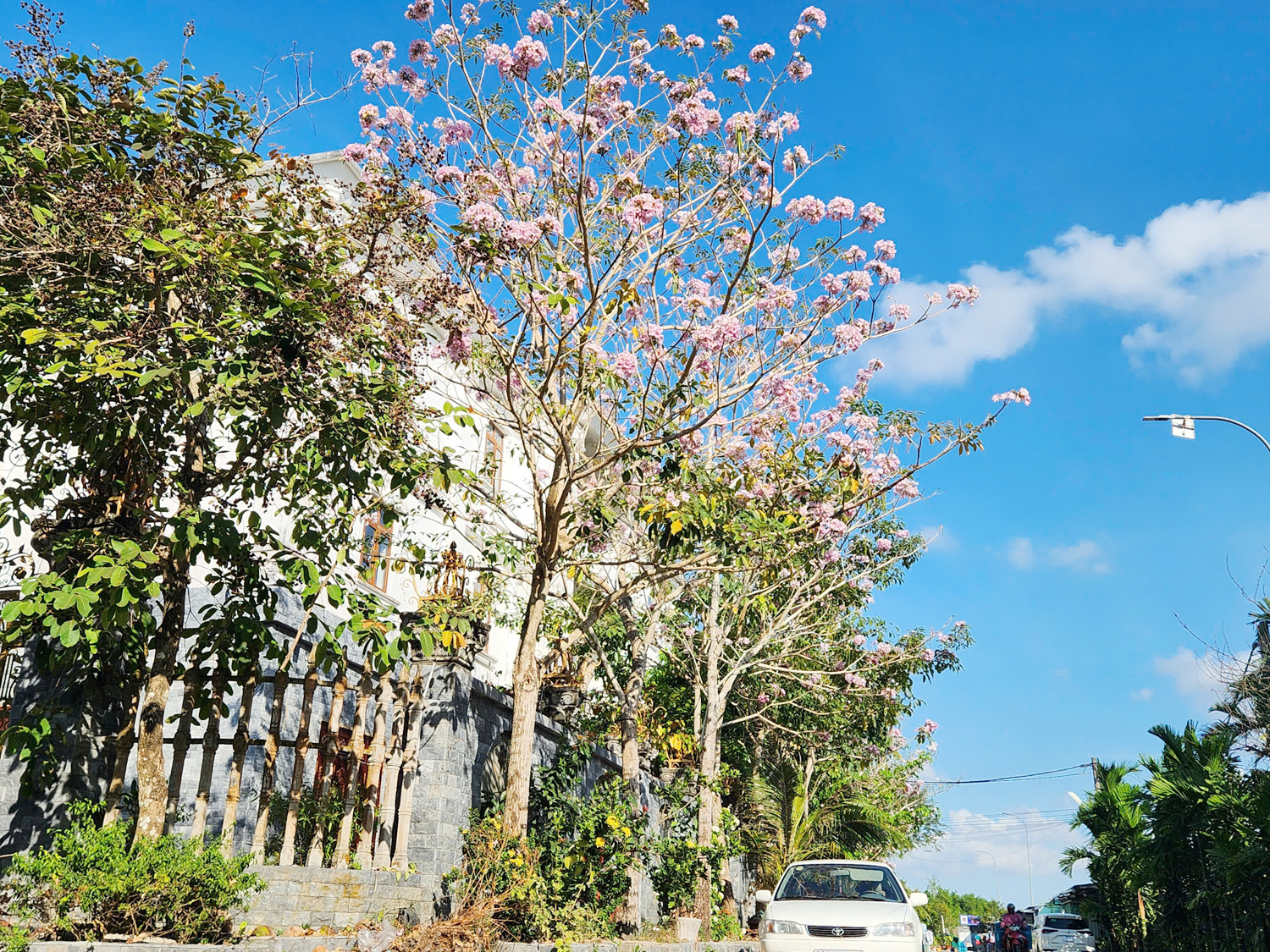 Hoa phong linh vàng rực nhiều tuyến đường ở Cần Thơ - 7