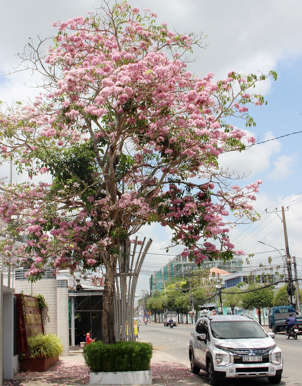 Hoa phong linh vàng rực nhiều tuyến đường ở Cần Thơ - 8