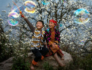 Bình yên mùa hoa sơn tra ở bản Nậm Nghiệp