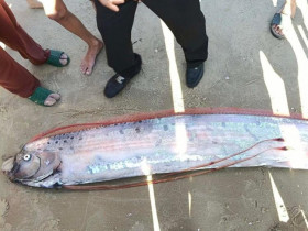 - Du khách hiếu kỳ đến xem con cá dài gần 4m ở biển Lâm Đồng