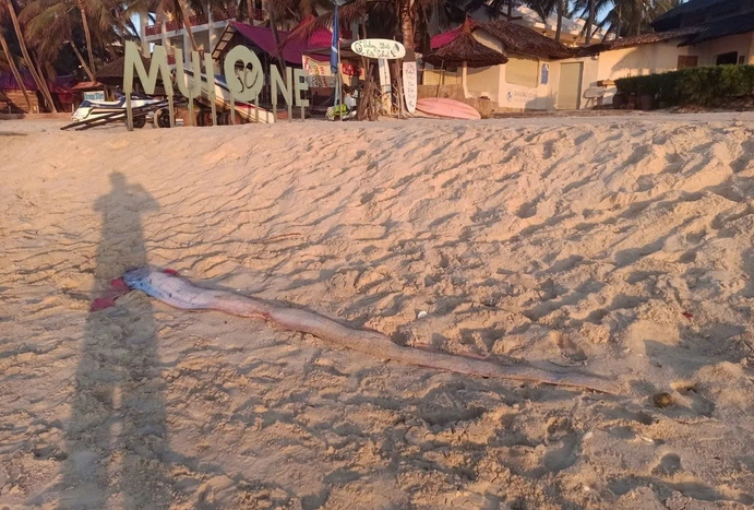 Người dân Lâm Đồng liên tiếp phát hiện các sinh vật biển dạt vào bờ - 2