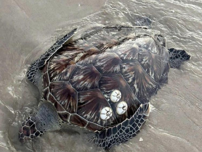 Chuyển động - Người dân Lâm Đồng liên tiếp phát hiện các sinh vật biển dạt vào bờ