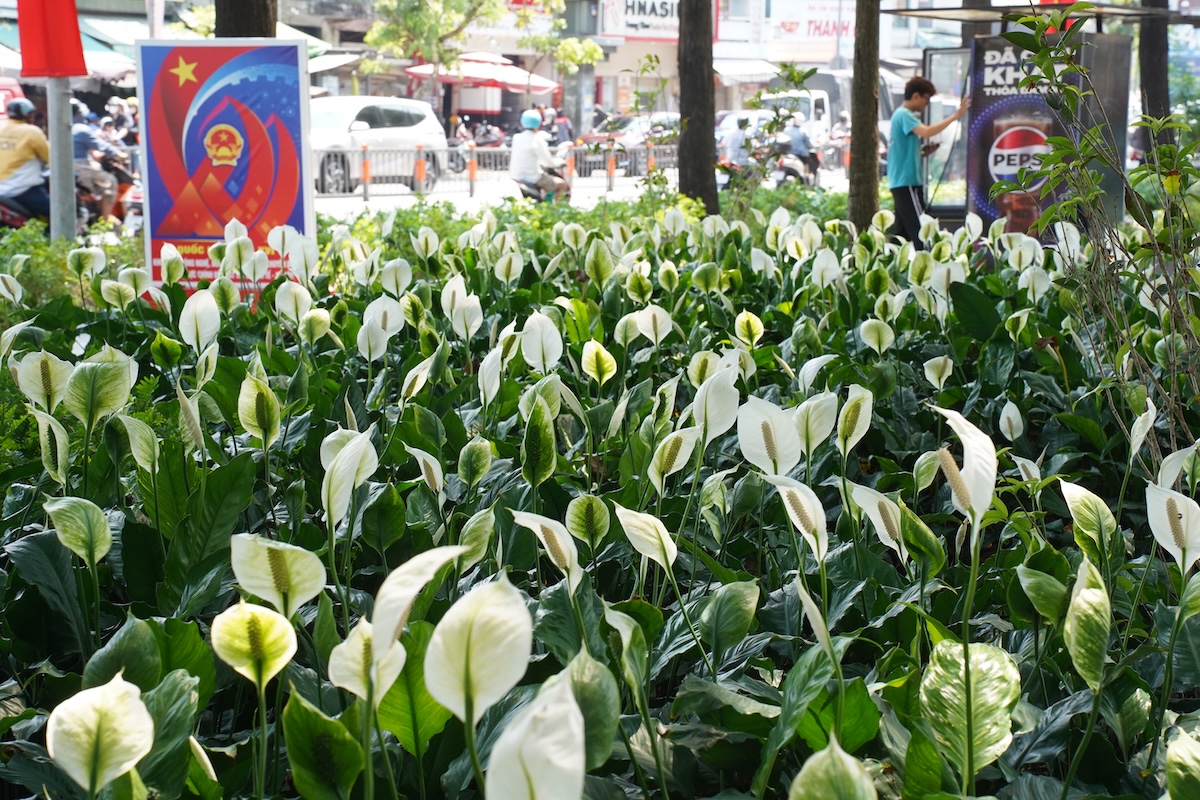 vuon cam tu cau trong cong vien 'gay thuong nho' giua long tp.hcm - 12