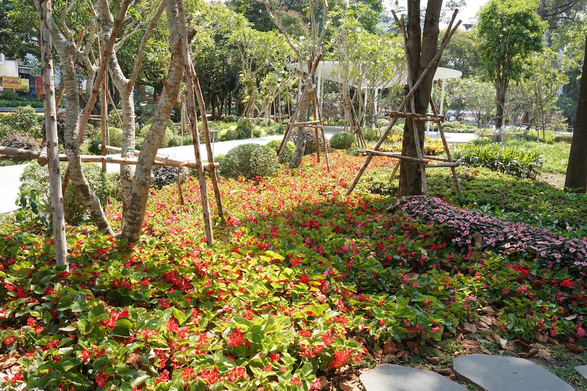 vuon cam tu cau trong cong vien 'gay thuong nho' giua long tp.hcm - 13