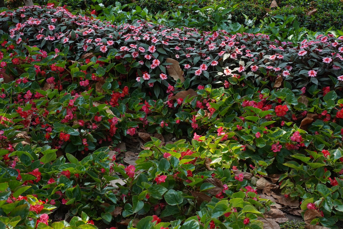 vuon cam tu cau trong cong vien 'gay thuong nho' giua long tp.hcm - 14