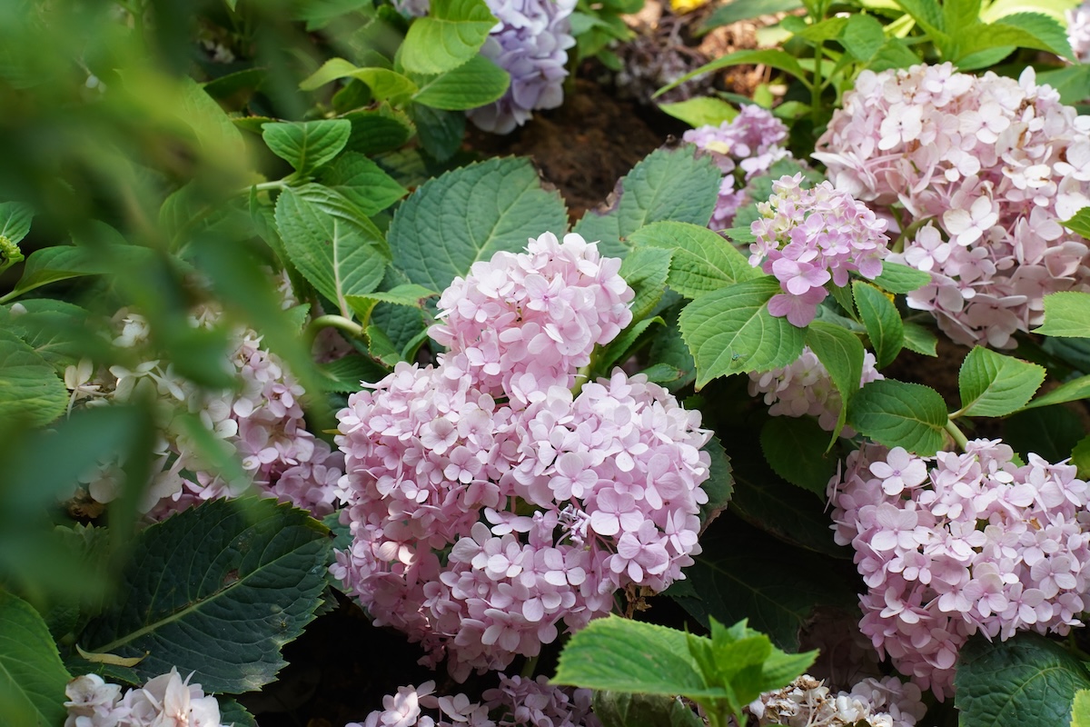 vuon cam tu cau trong cong vien 'gay thuong nho' giua long tp.hcm - 3