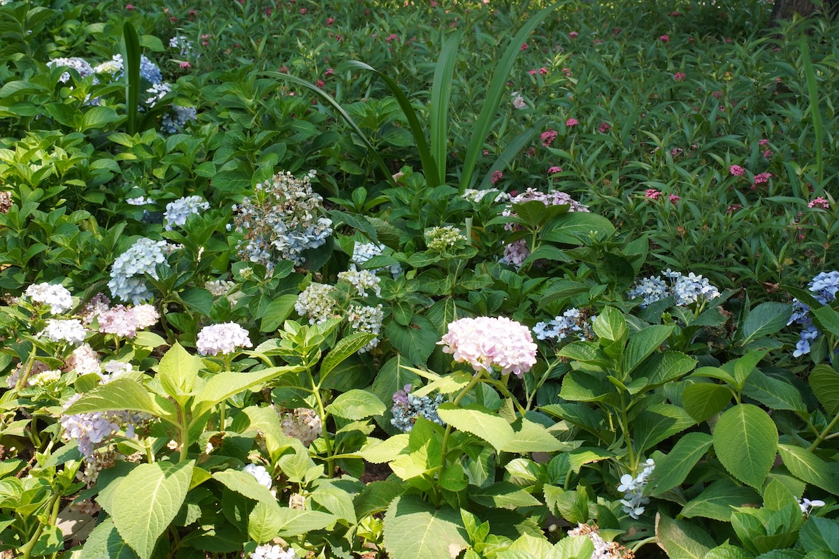 vuon cam tu cau trong cong vien 'gay thuong nho' giua long tp.hcm - 4