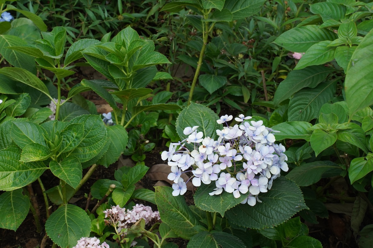 vuon cam tu cau trong cong vien 'gay thuong nho' giua long tp.hcm - 5