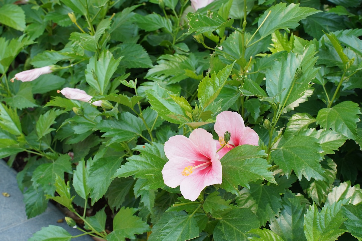 vuon cam tu cau trong cong vien 'gay thuong nho' giua long tp.hcm - 15