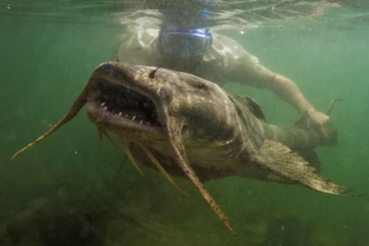 Bất chấp nguy hiểm để đi săn loài cá 'quý như báu vật' của sông Đà - 2