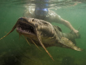  - Bất chấp nguy hiểm để đi săn loài cá 'quý như báu vật' của sông Đà