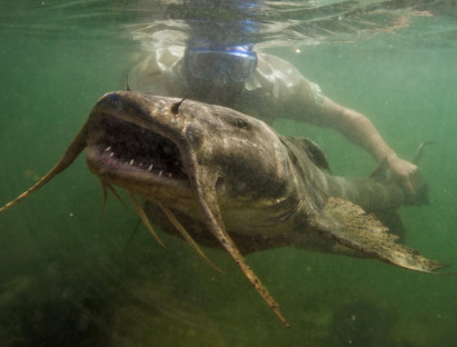Ăn gì - Bất chấp nguy hiểm để đi săn loài cá 'quý như báu vật' của sông Đà