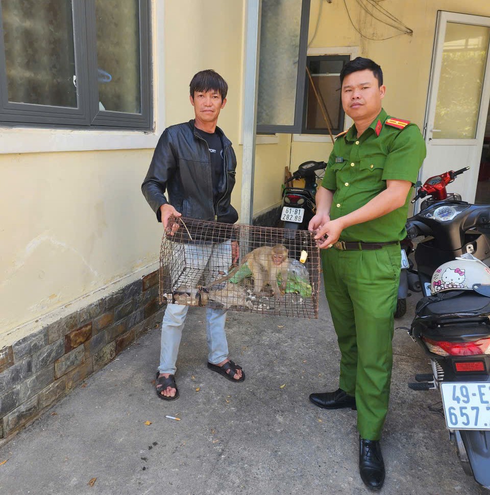 Người dân Đà Lạt giao nộp cá thể khỉ vàng quý hiếm - 1