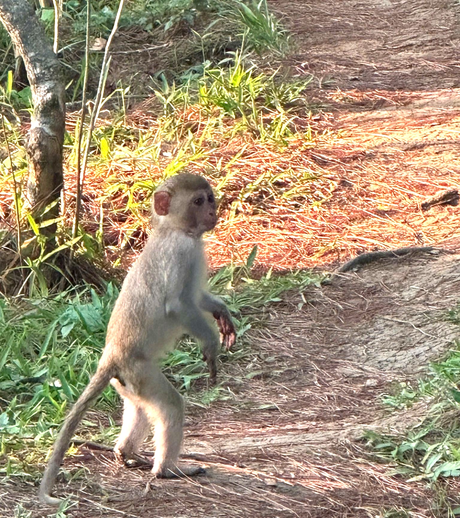 Người dân Đà Lạt giao nộp cá thể khỉ vàng quý hiếm - 2