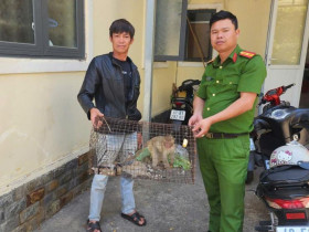  - Người dân Đà Lạt giao nộp cá thể khỉ vàng quý hiếm