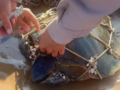  - Người dân Lâm Đồng giải cứu rùa biển bị mắc lưới