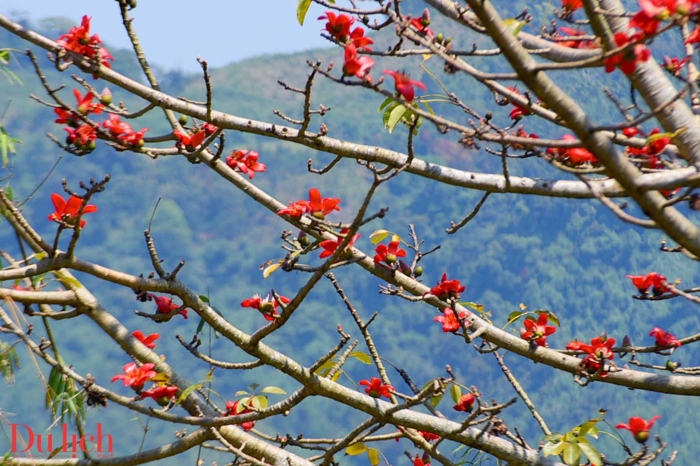 ban hoa ca nui rung ruc ro sac mau son tay thuong - 4