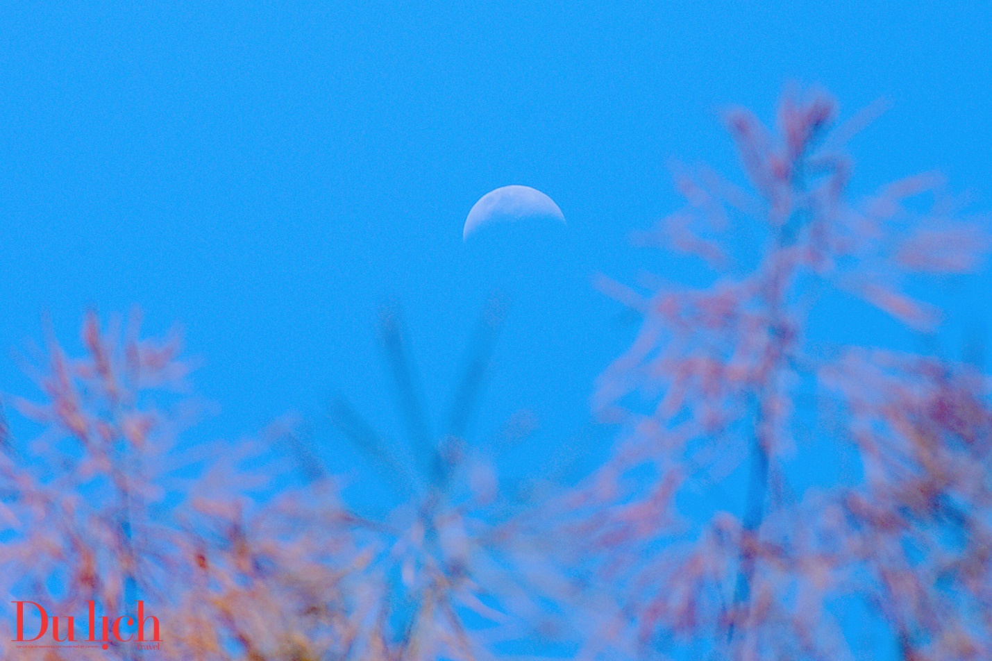 ban hoa ca nui rung ruc ro sac mau son tay thuong - 16