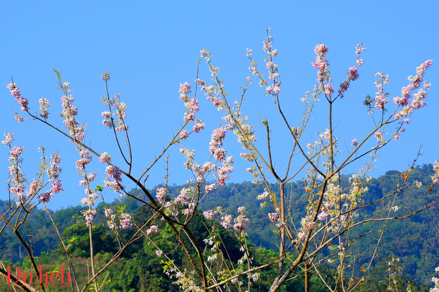 ban hoa ca nui rung ruc ro sac mau son tay thuong - 19