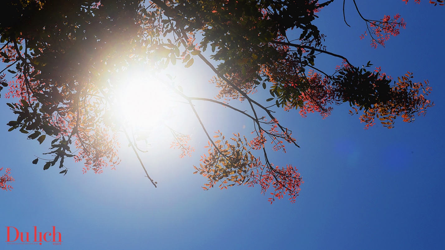 ban hoa ca nui rung ruc ro sac mau son tay thuong - 11