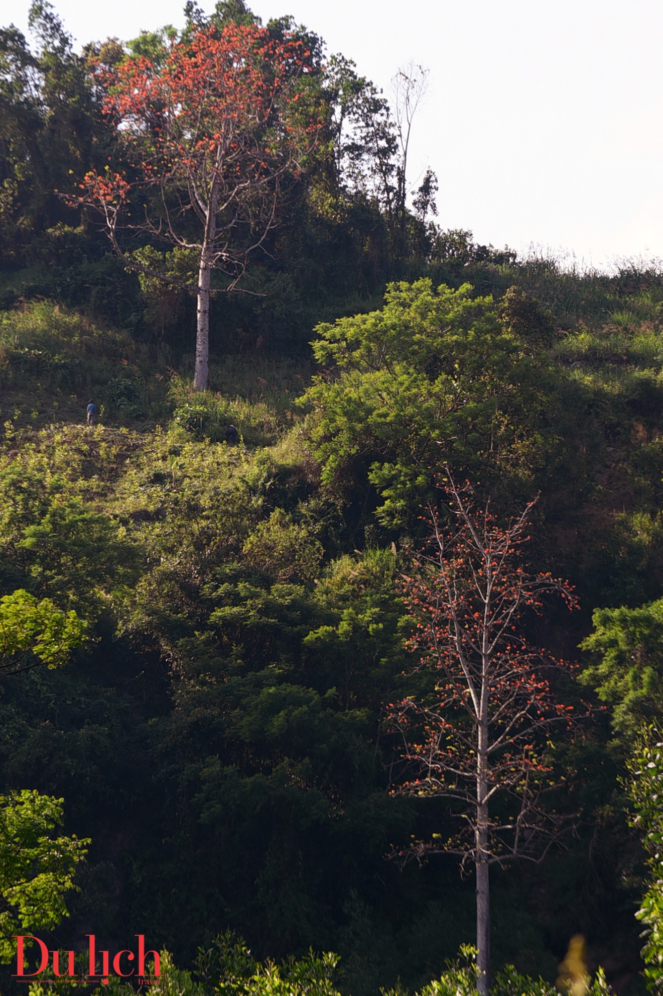 ban hoa ca nui rung ruc ro sac mau son tay thuong - 8