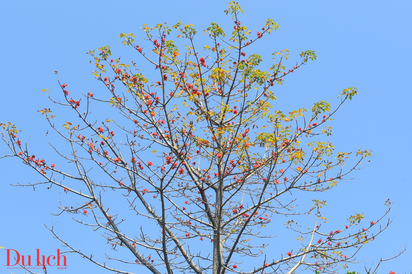 ban hoa ca nui rung ruc ro sac mau son tay thuong - 7