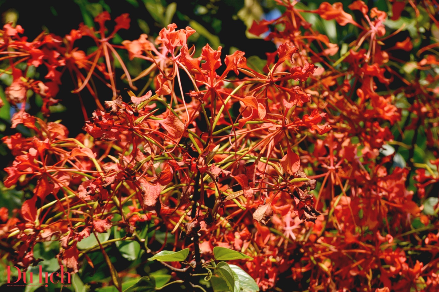 ban hoa ca nui rung ruc ro sac mau son tay thuong - 5