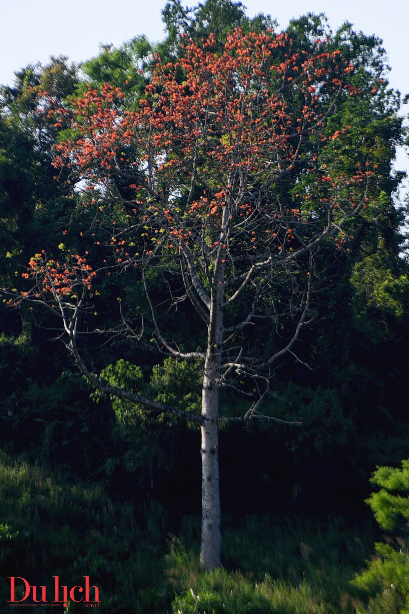 ban hoa ca nui rung ruc ro sac mau son tay thuong - 6